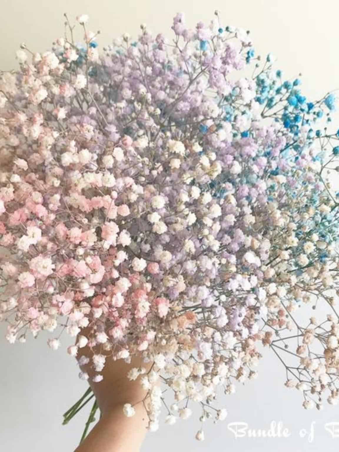 Rainbow Baby Breath image 4