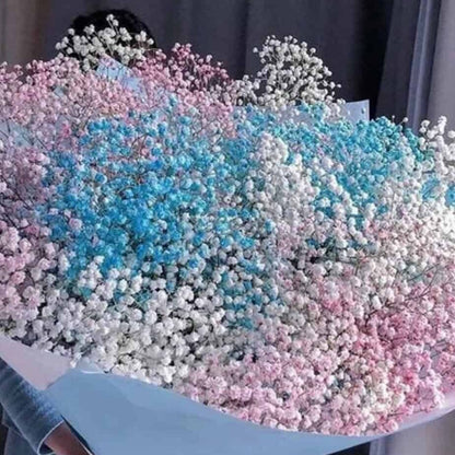 Rainbow Baby Breath image 0