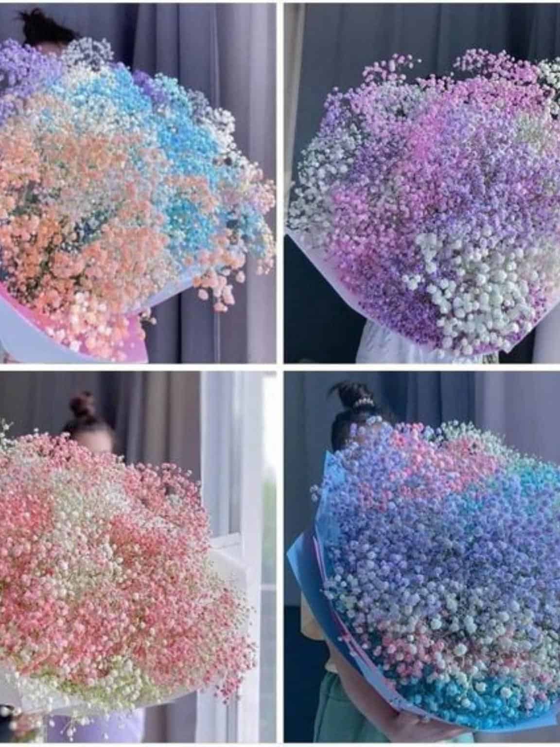 Rainbow Baby Breath image 3