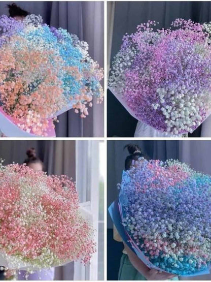 Rainbow Baby Breath image 3