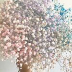 Rainbow Baby Breath